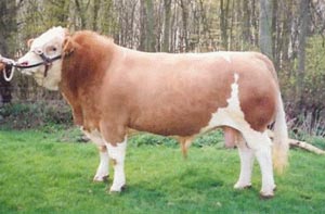 SACOMBE SHAMUS - "A real cow breeder"